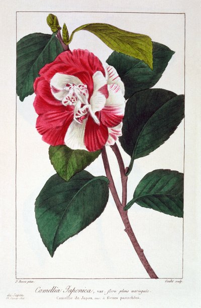 Camellia japonica, 1836 by Pancrace Bessa